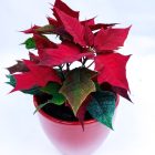 Mikulásvirág - kaspoval - 25cm