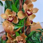 Aranyló orchidea virágcsokor