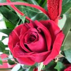 Vörösrozsa Rózsacsokor - 3 szál